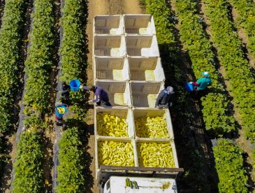 Workers picking yellow squash on a farm.