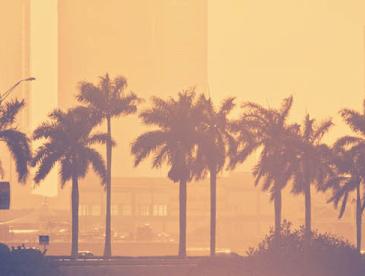 Sun and palm trees with cityscape in background