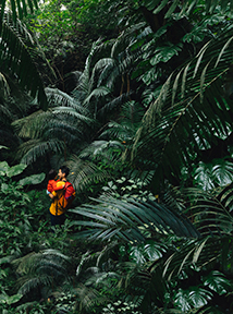 Man in rainforest