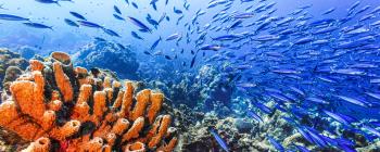 Underwater view of an orange coral reef, with a large school of small fish swimming by.