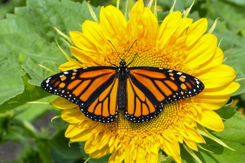 Monarch butterfly on a sunflower