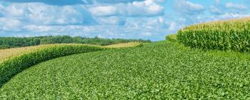 A lush farm field on rolling hills, with rows of corn and a partly cloudy blue sky.