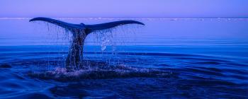 Whale jumping out of water