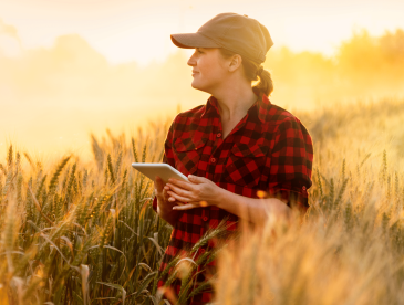 Wheat farmer (female) looking into the distance with sun shining down